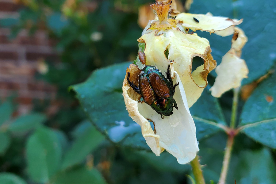 It’s Japanese Beetle Season! What Should You Expect?