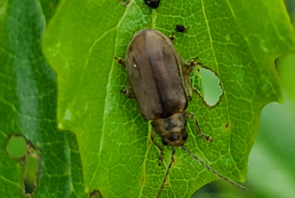 The Viburnum Leaf Beetle (VLB)