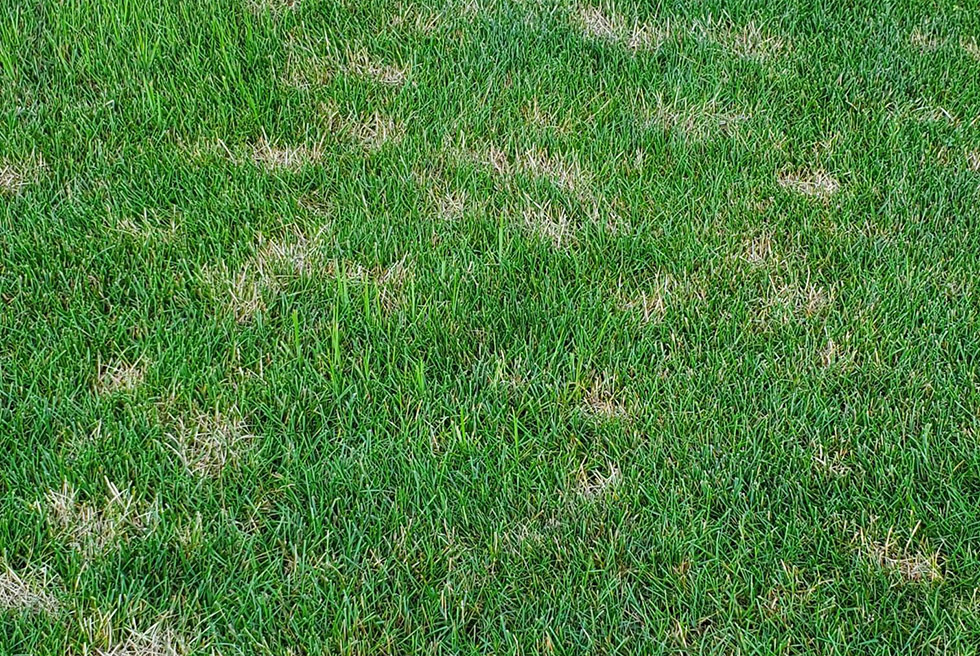 What Is Dollar Spot Disease?