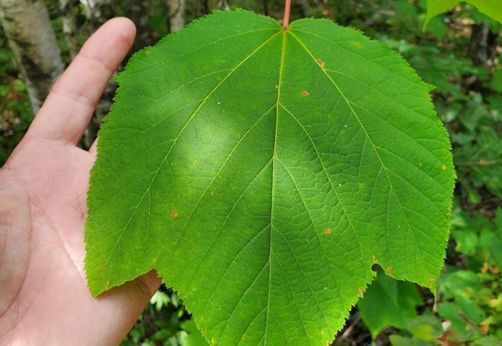 The Moosewood Maple (Acer pennsylvanicum)