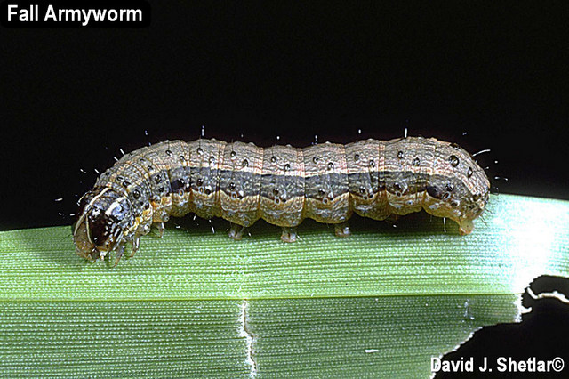 Urgent Alert! Armyworms…